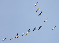 Snow Geese 6683
